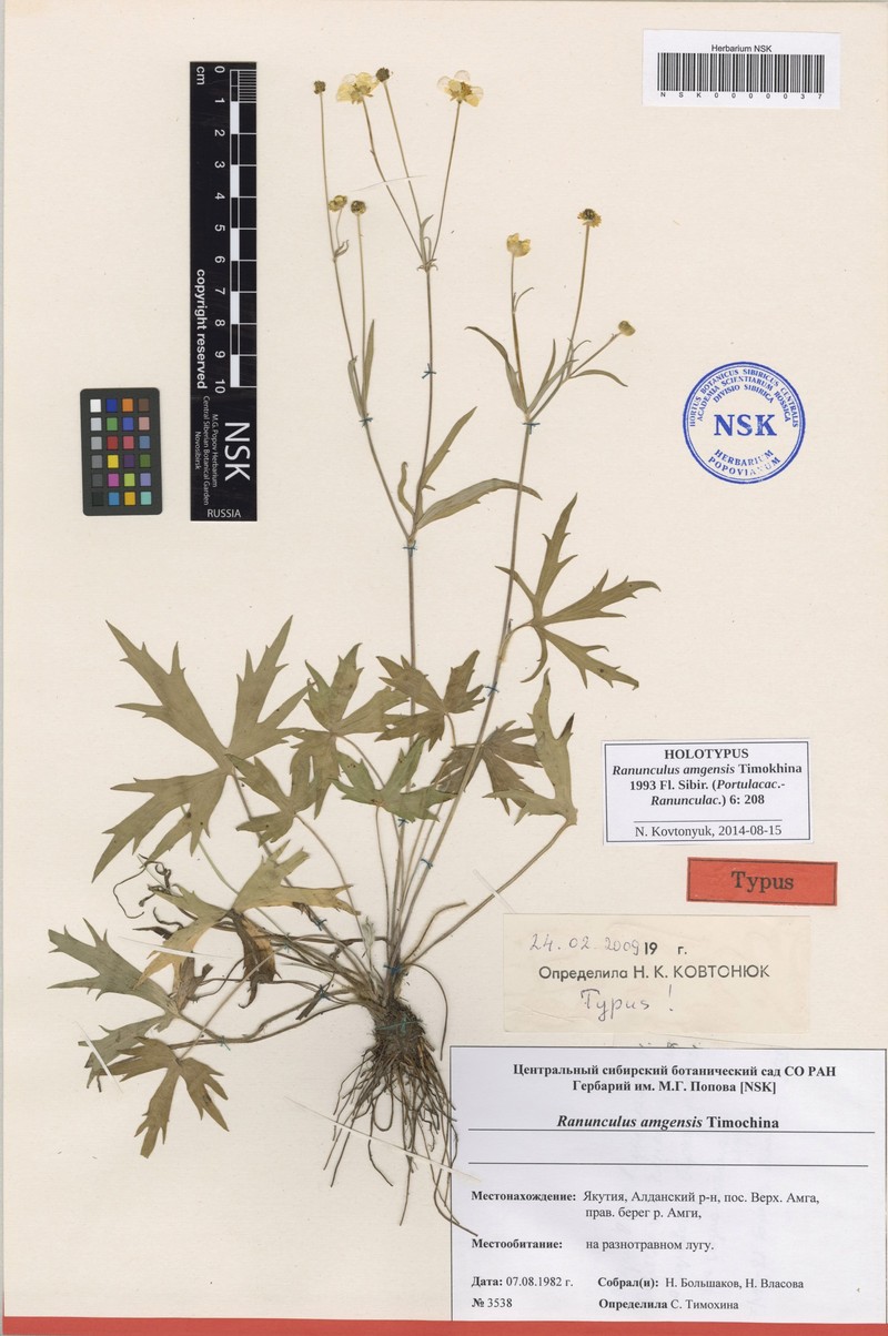 Ranunculus amgensis