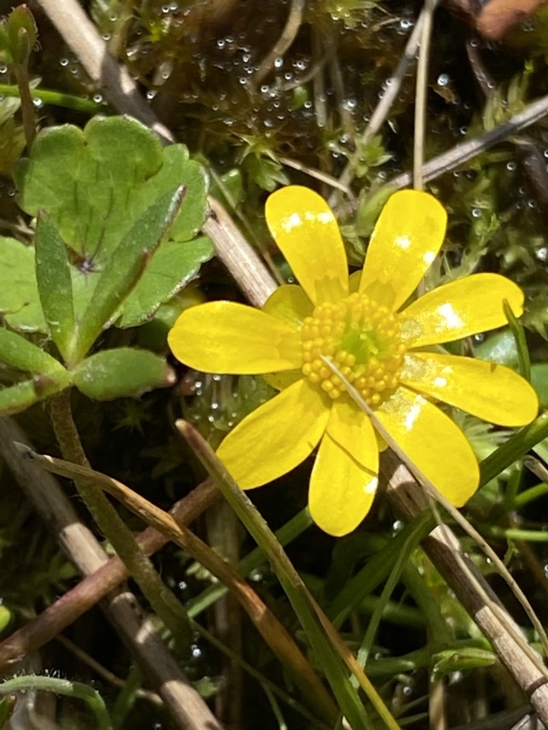 Ranunculus amphitrichus