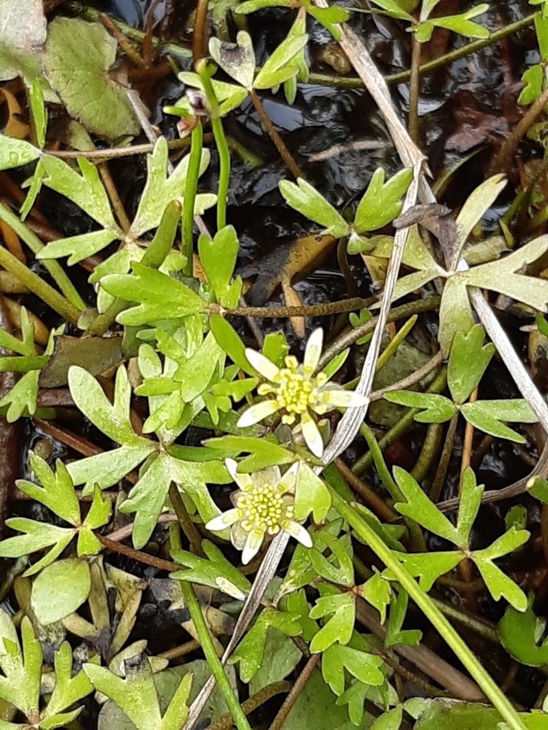 Ranunculus amphitrichus photo 2