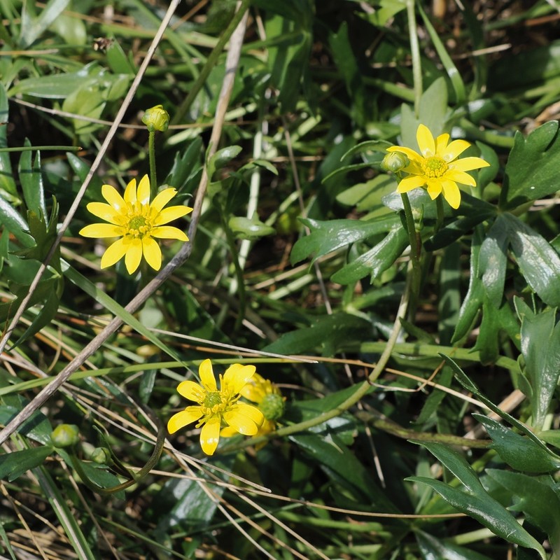 Ranunculus amphitrichus photo 3