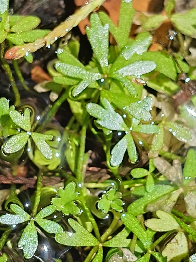 Ranunculus amphitrichus photo 4