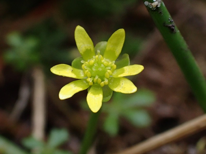 Ranunculus amphitrichus photo 5