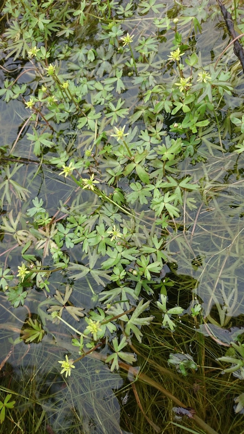 Ranunculus amphitrichus photo 6