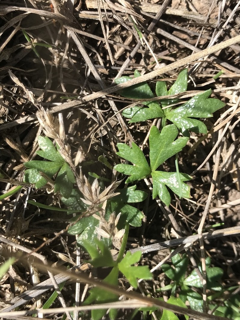 Ranunculus amphitrichus photo 7