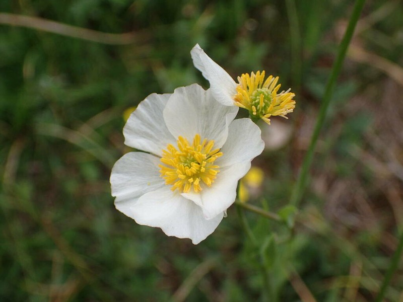 Ranunculus amplexicaulis