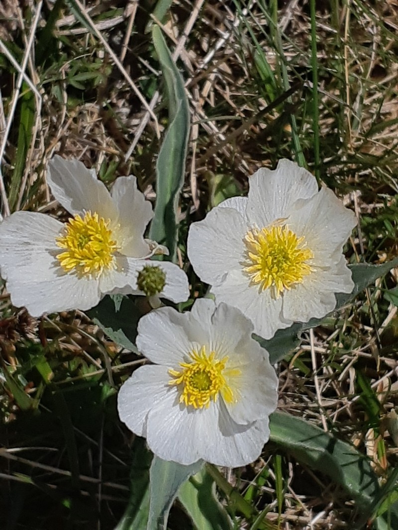 Ranunculus amplexicaulis photo 2