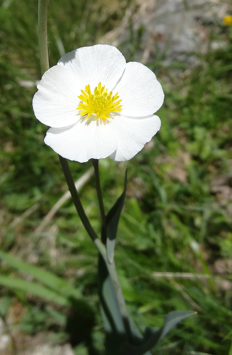 Ranunculus amplexicaulis photo 3