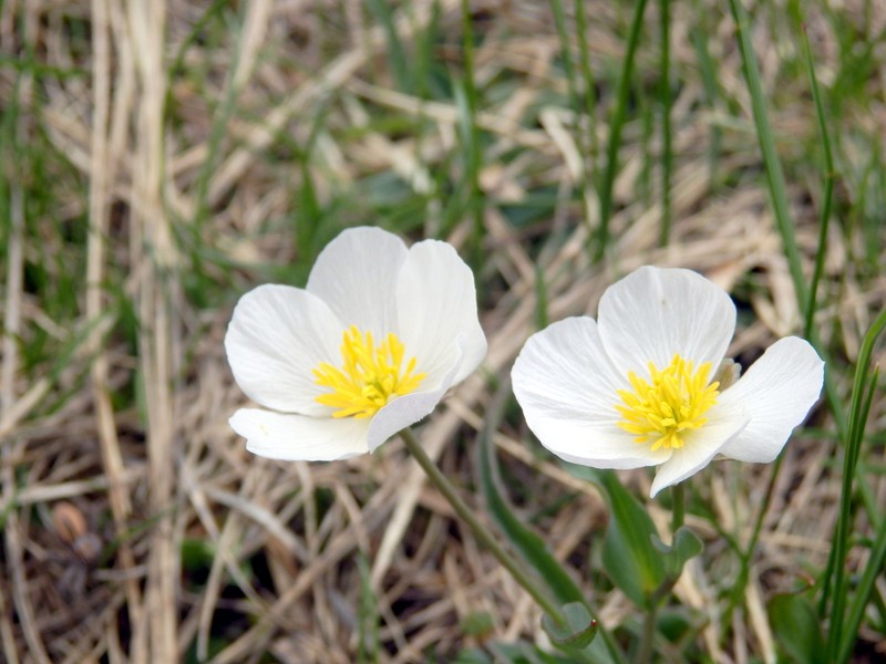 Ranunculus amplexicaulis photo 4