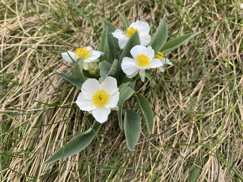 Ranunculus amplexicaulis photo 5