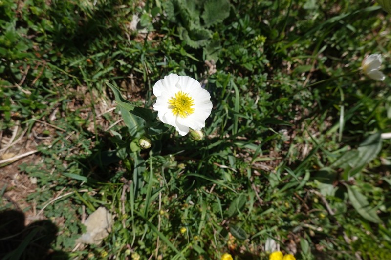 Ranunculus amplexicaulis photo 6