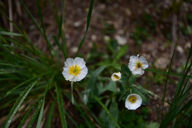 Ranunculus amplexicaulis photo 7