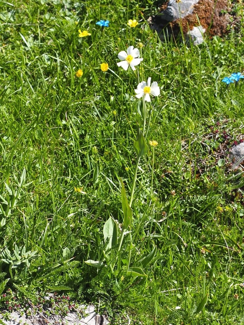 Ranunculus amplexicaulis photo 8
