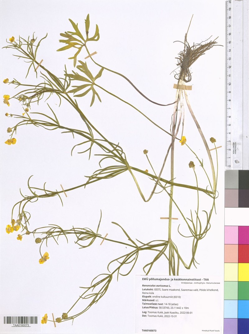 Ranunculus amplisinus