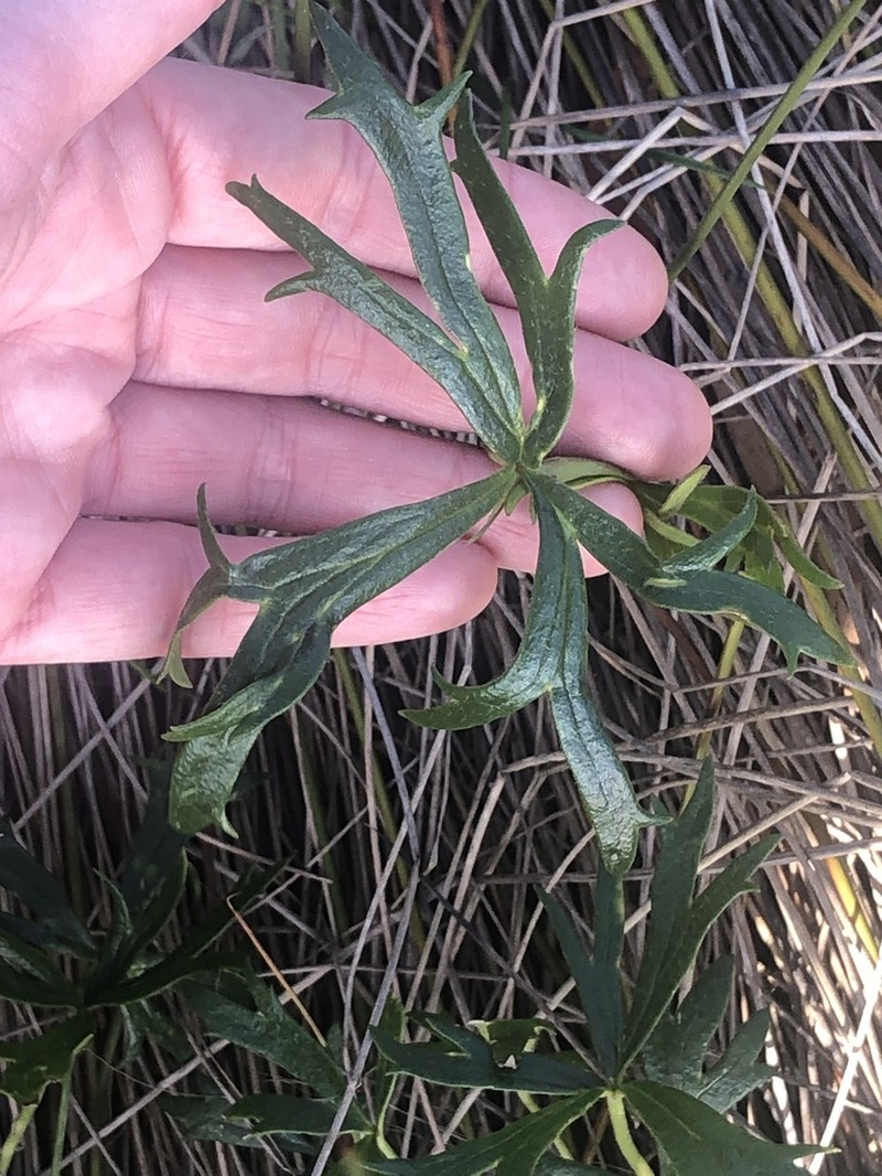 Ranunculus amplus