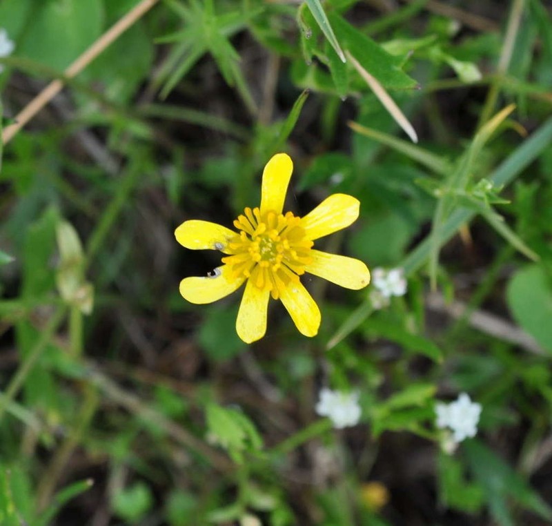 Ranunculus amplus photo 3