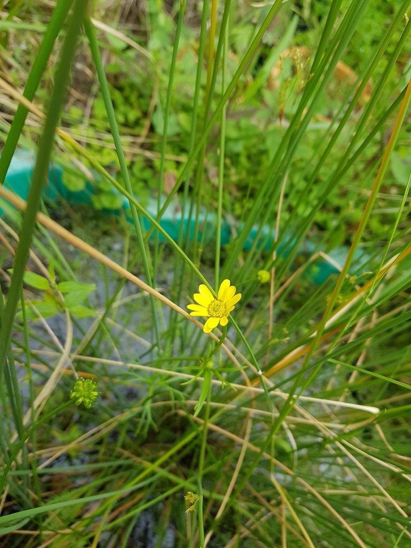 Ranunculus amplus photo 5