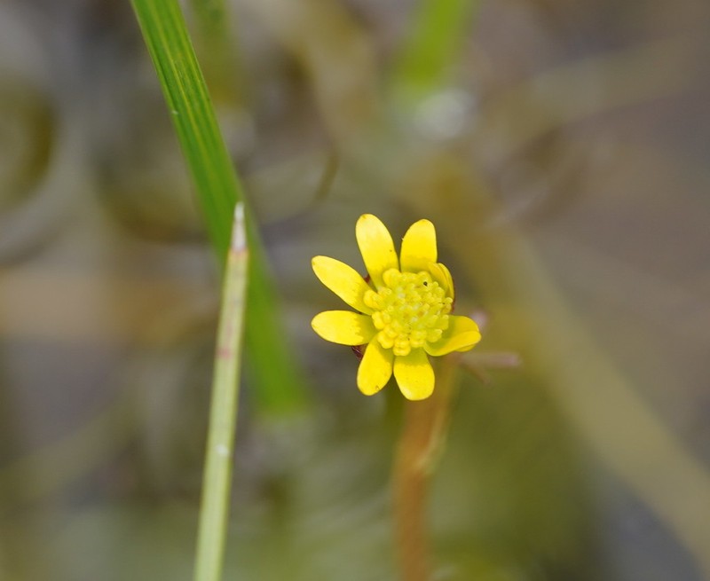 Ranunculus amplus photo 8