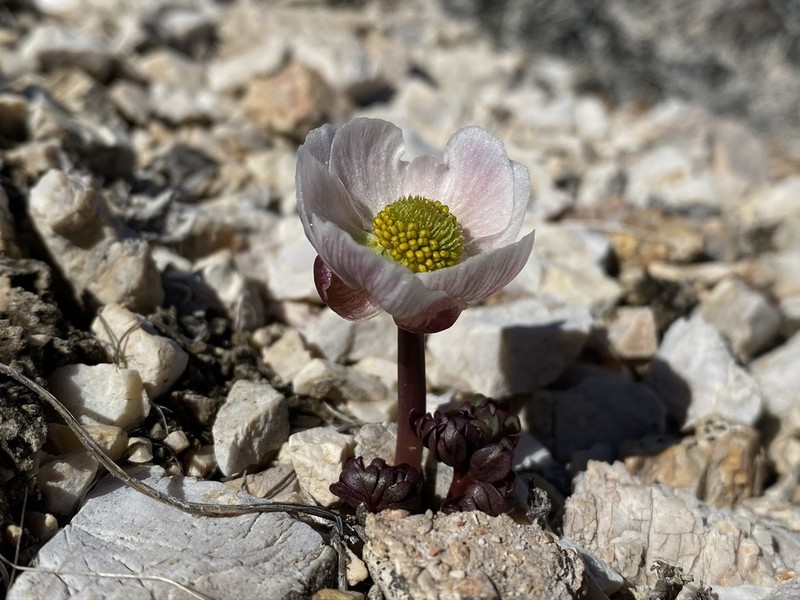 Anderson's Buttercup photo 2