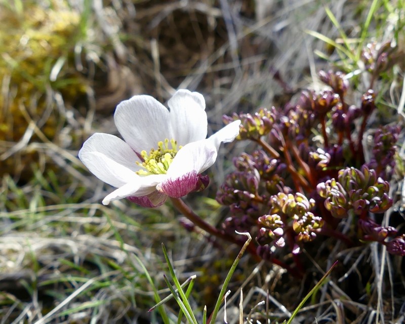 Anderson's Buttercup photo 4