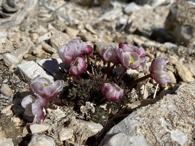 Anderson's Buttercup photo 5