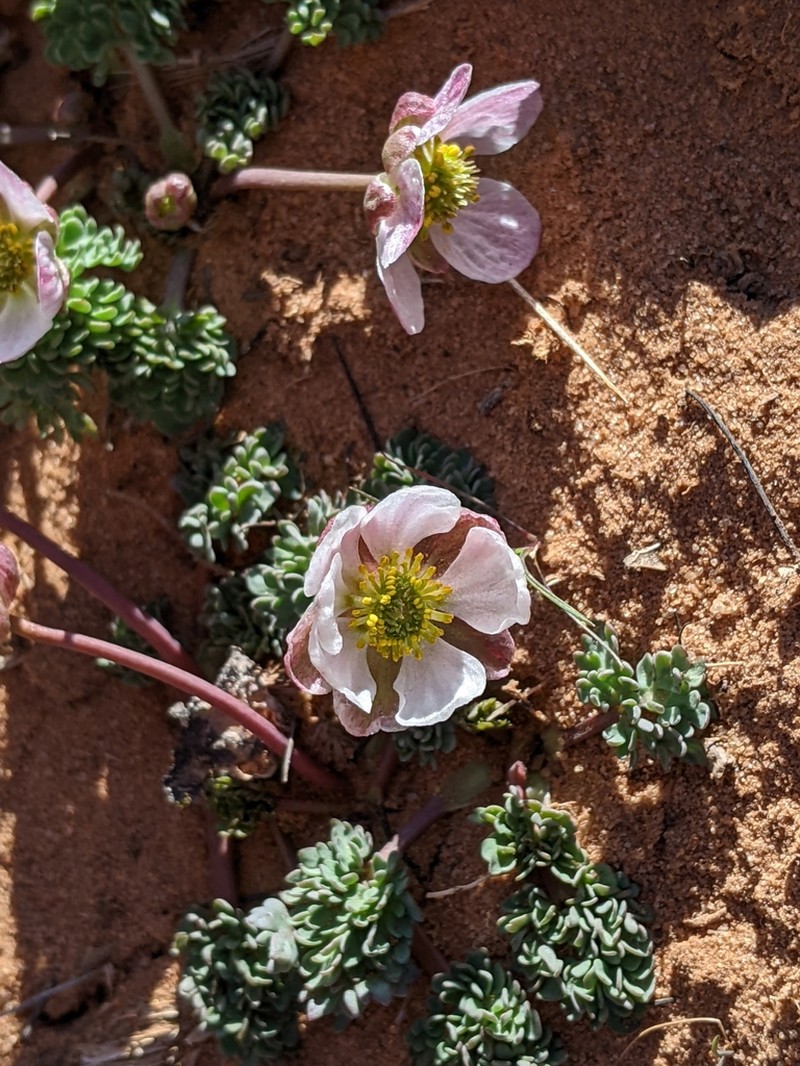Anderson's Buttercup photo 6