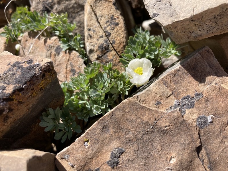 Anderson's Buttercup photo 7