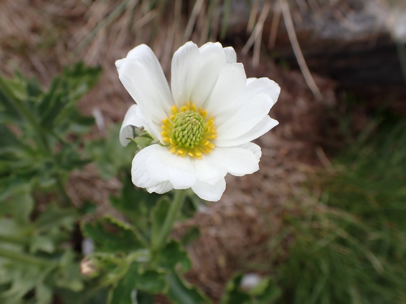 Ranunculus anemoneus