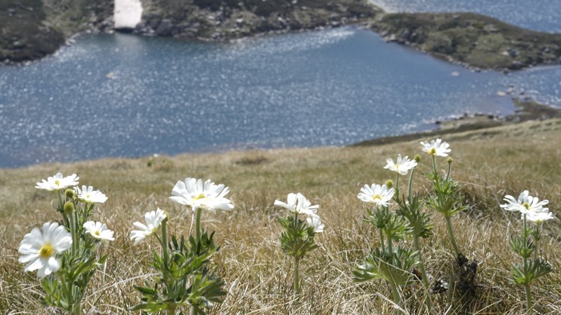 Ranunculus anemoneus photo 2