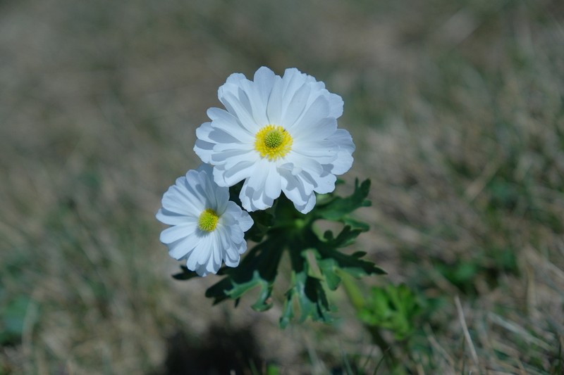 Ranunculus anemoneus photo 3