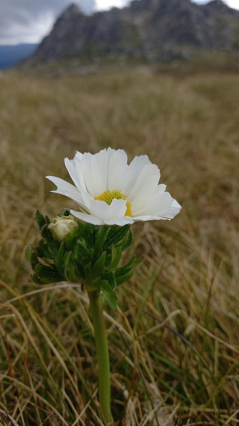 Ranunculus anemoneus photo 4