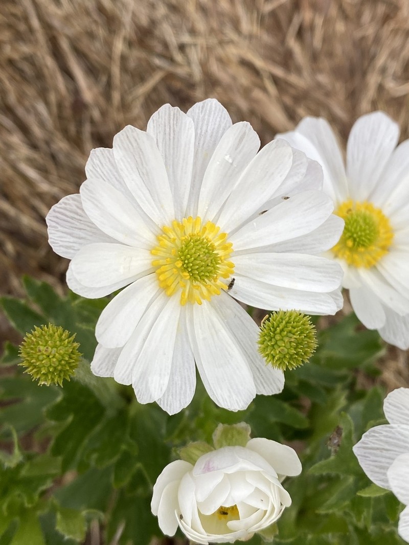 Ranunculus anemoneus photo 5