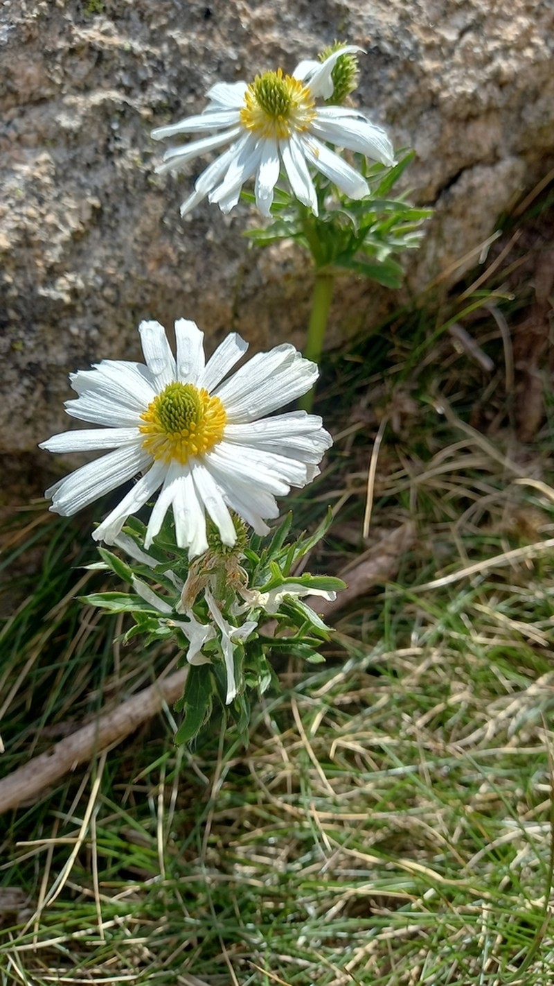 Ranunculus anemoneus photo 6