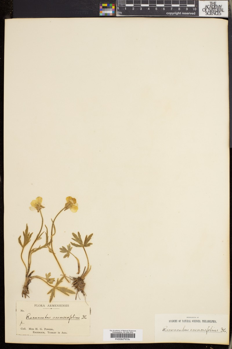 Ranunculus anemonifolius