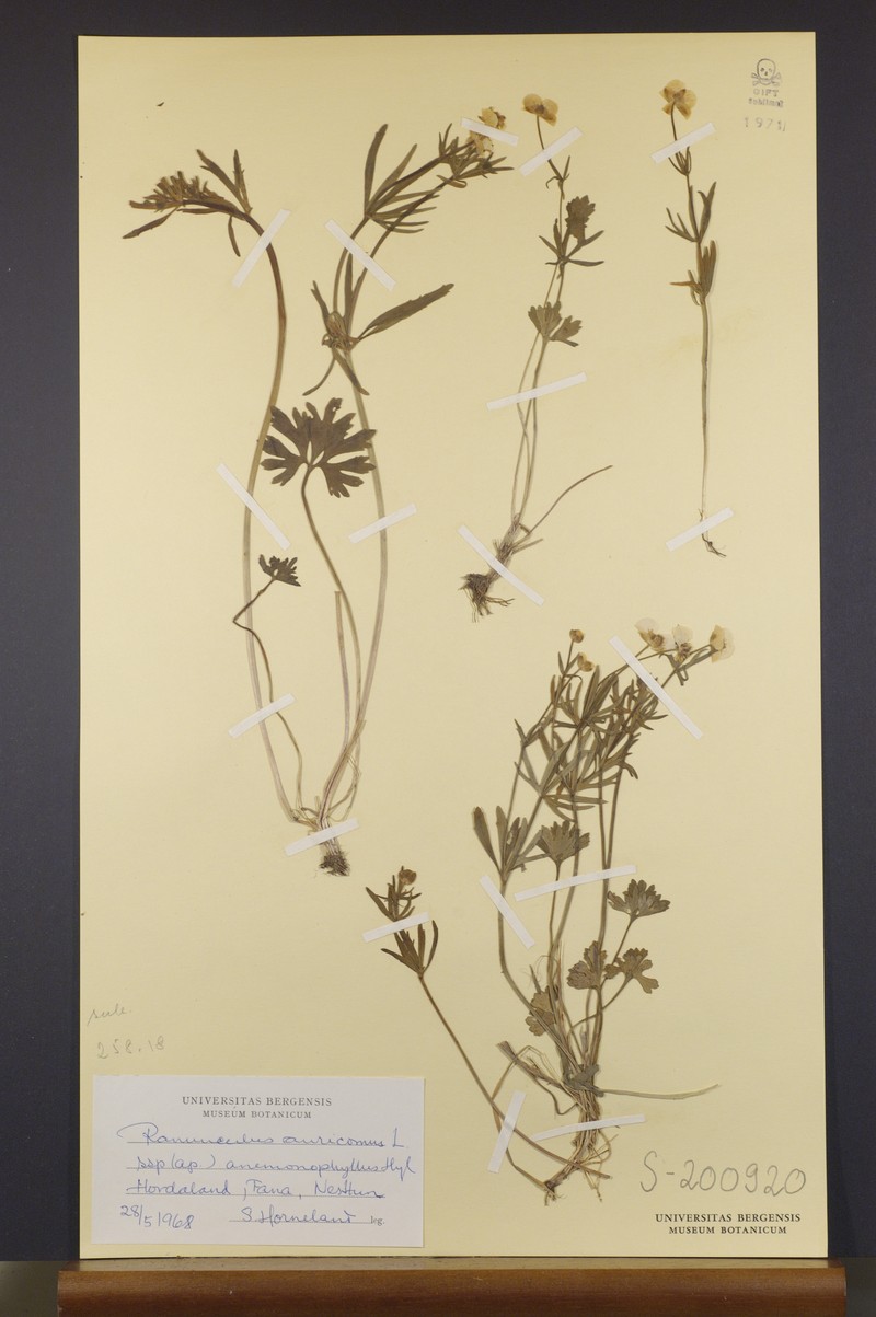 Ranunculus anemonophyllus