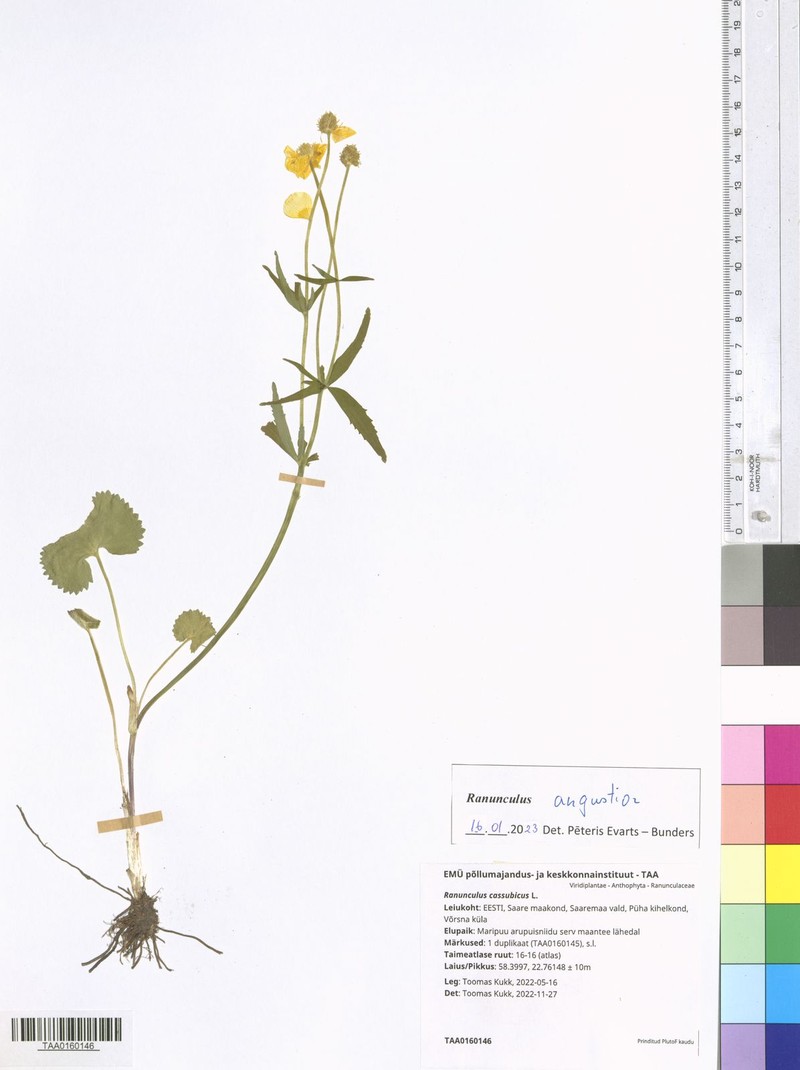 Ranunculus angustior