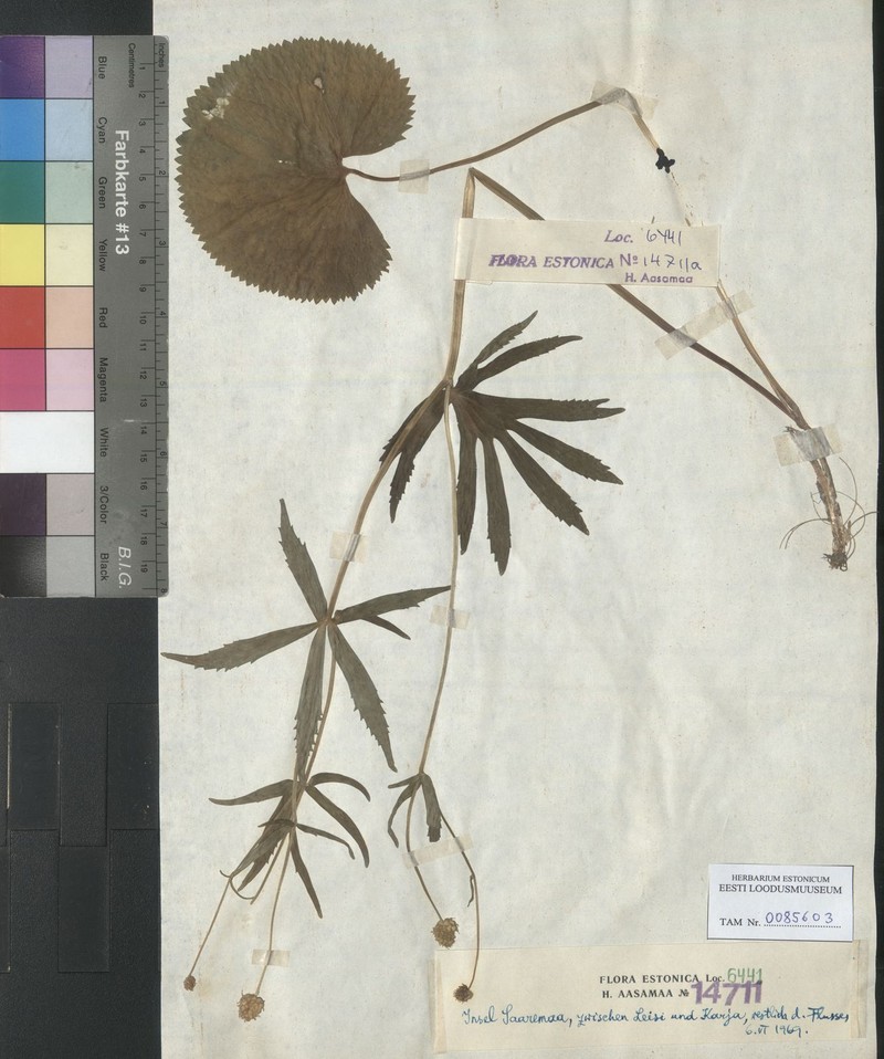 Ranunculus angustior photo 2