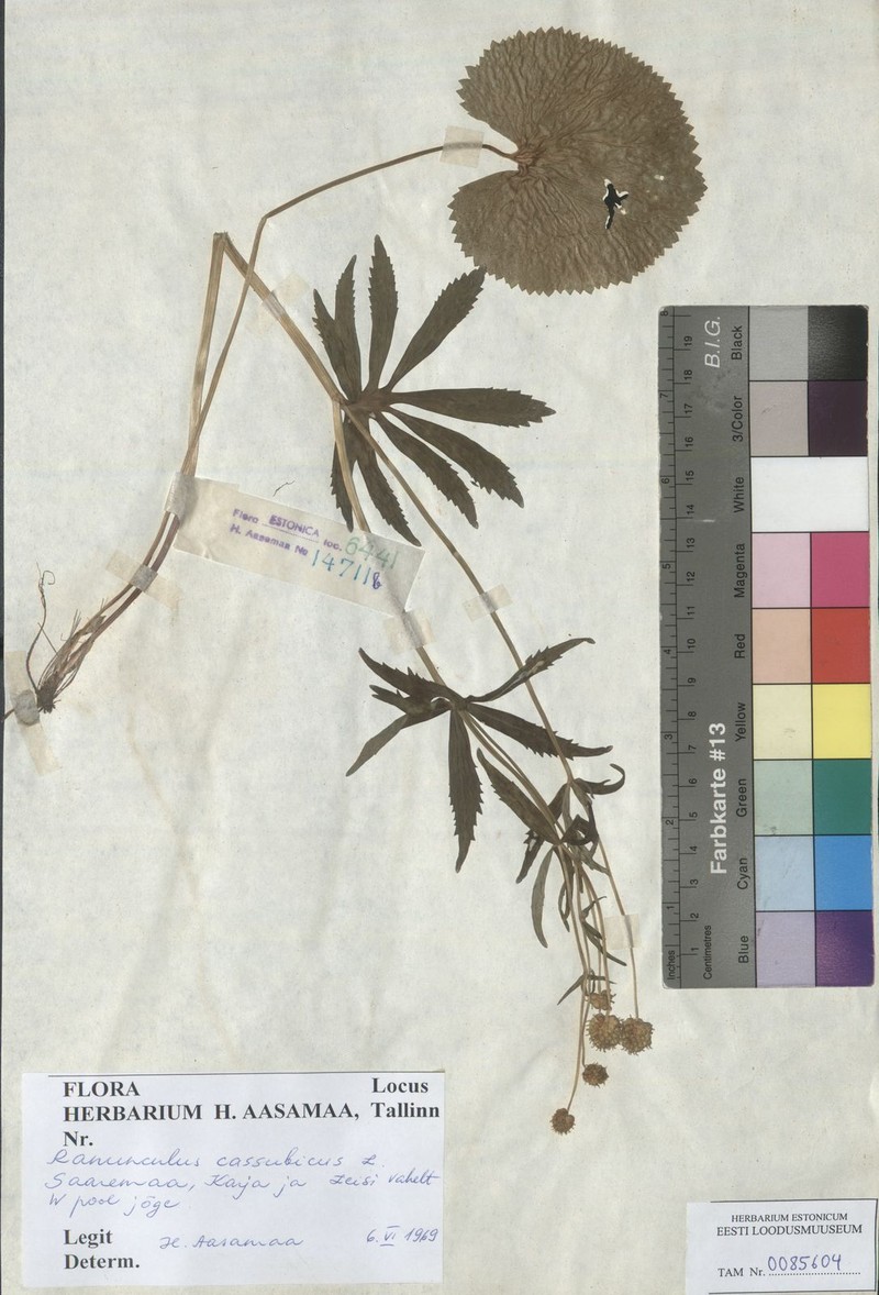 Ranunculus angustior photo 3