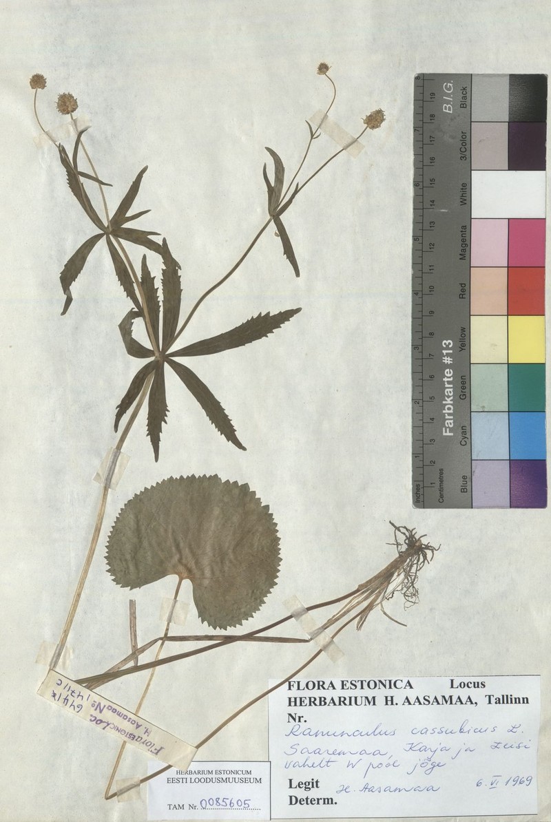 Ranunculus angustior photo 4