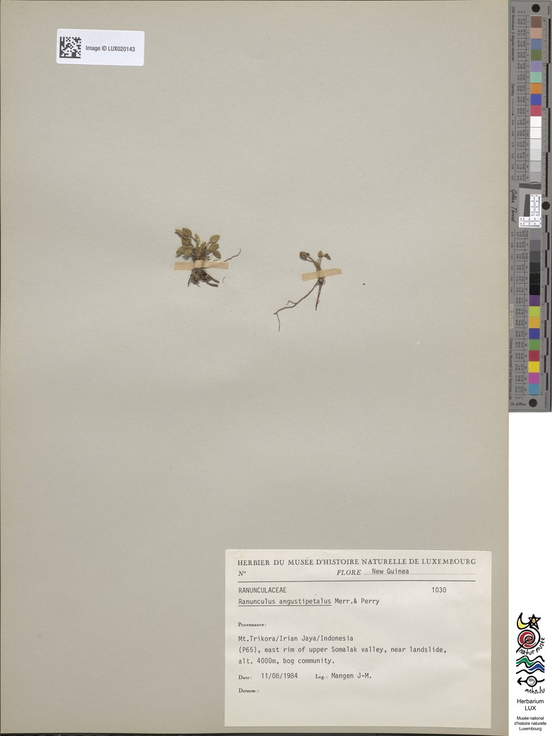 Ranunculus angustipetalus photo 2