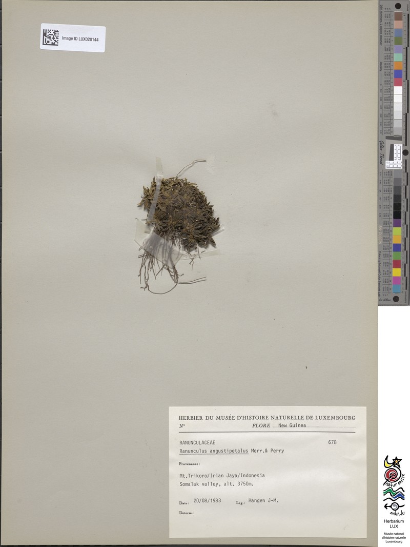 Ranunculus angustipetalus photo 4