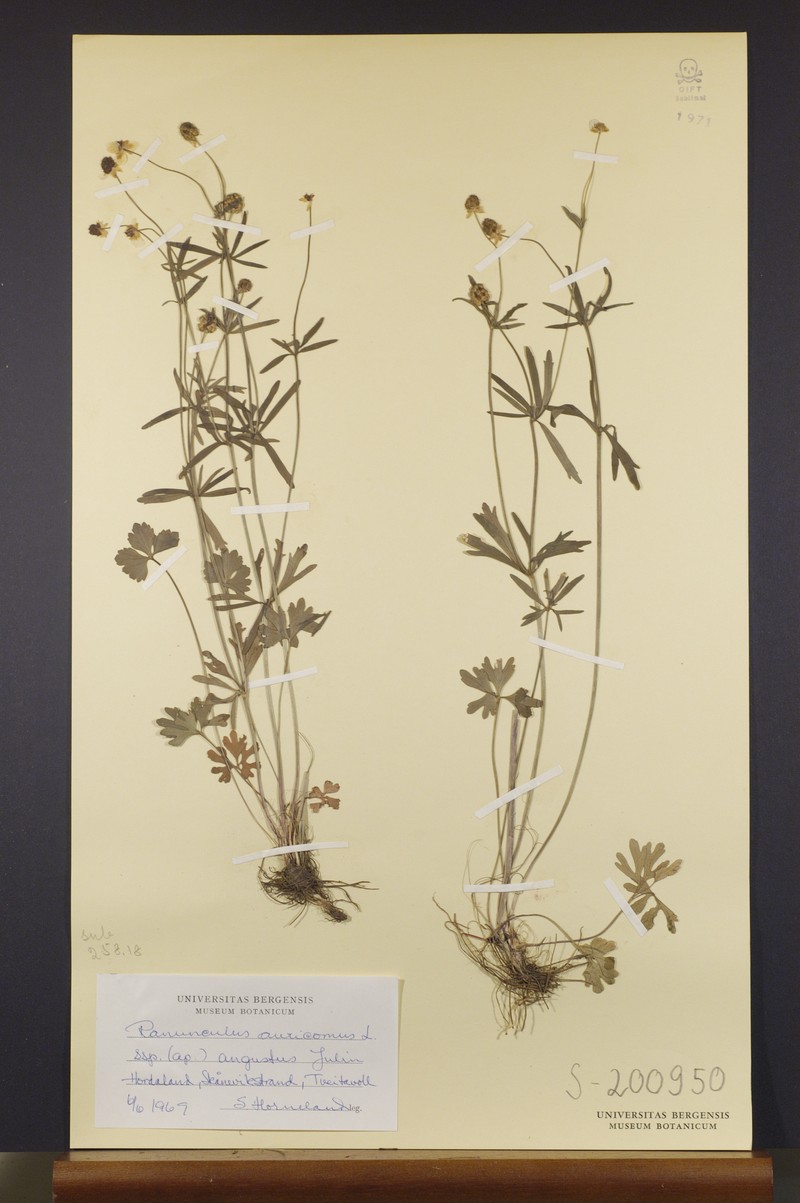 Ranunculus angustus