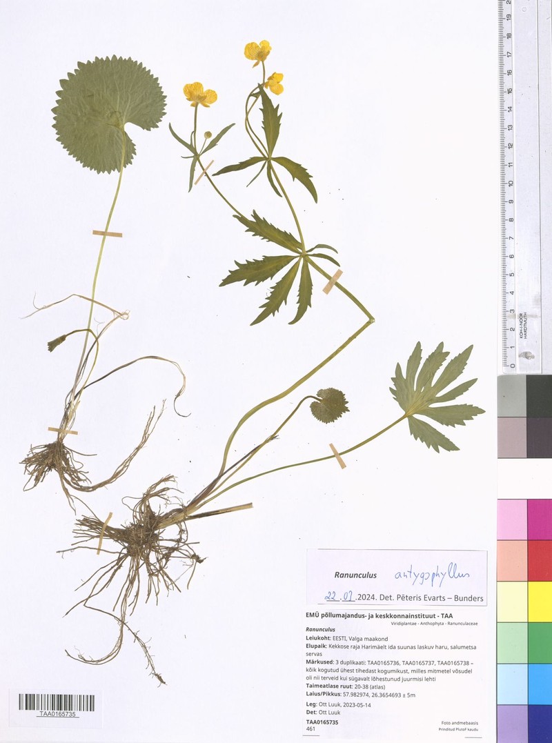 Ranunculus antygophyllus
