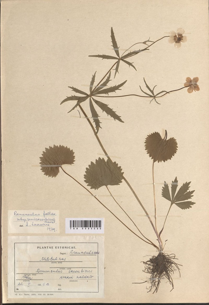 Ranunculus antygophyllus photo 2