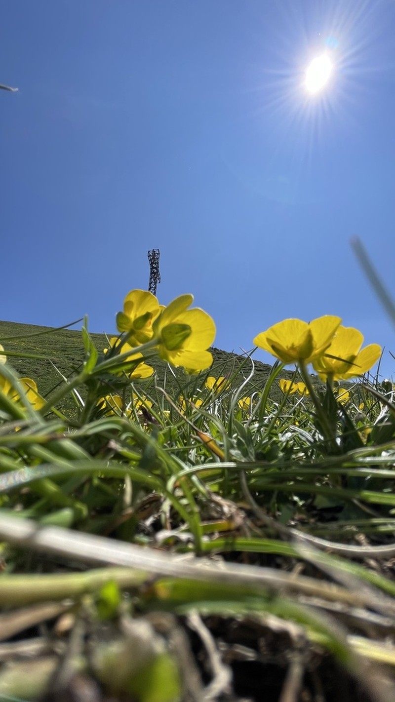 Ranunculus apenninus