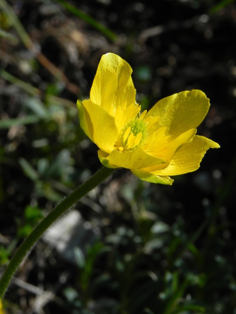 Ranunculus apenninus photo 2