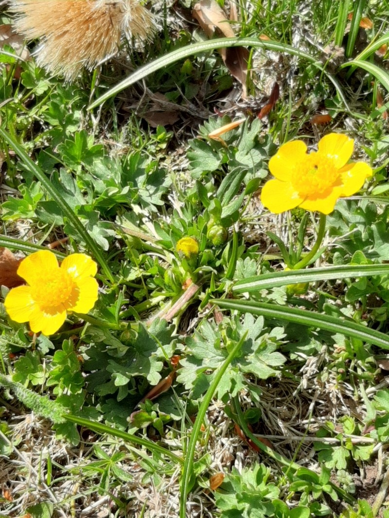 Ranunculus apenninus photo 3