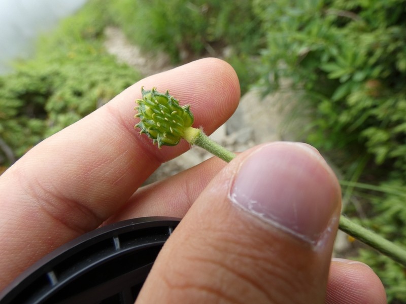 Ranunculus apenninus photo 4