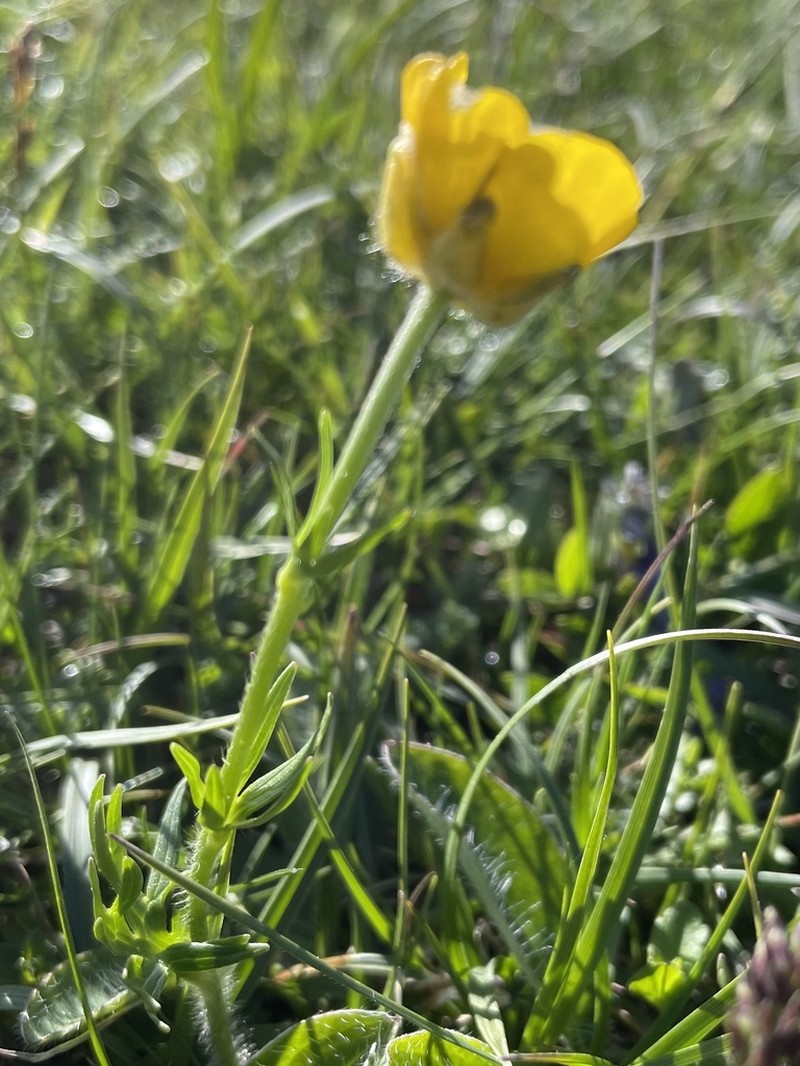 Ranunculus apenninus photo 5