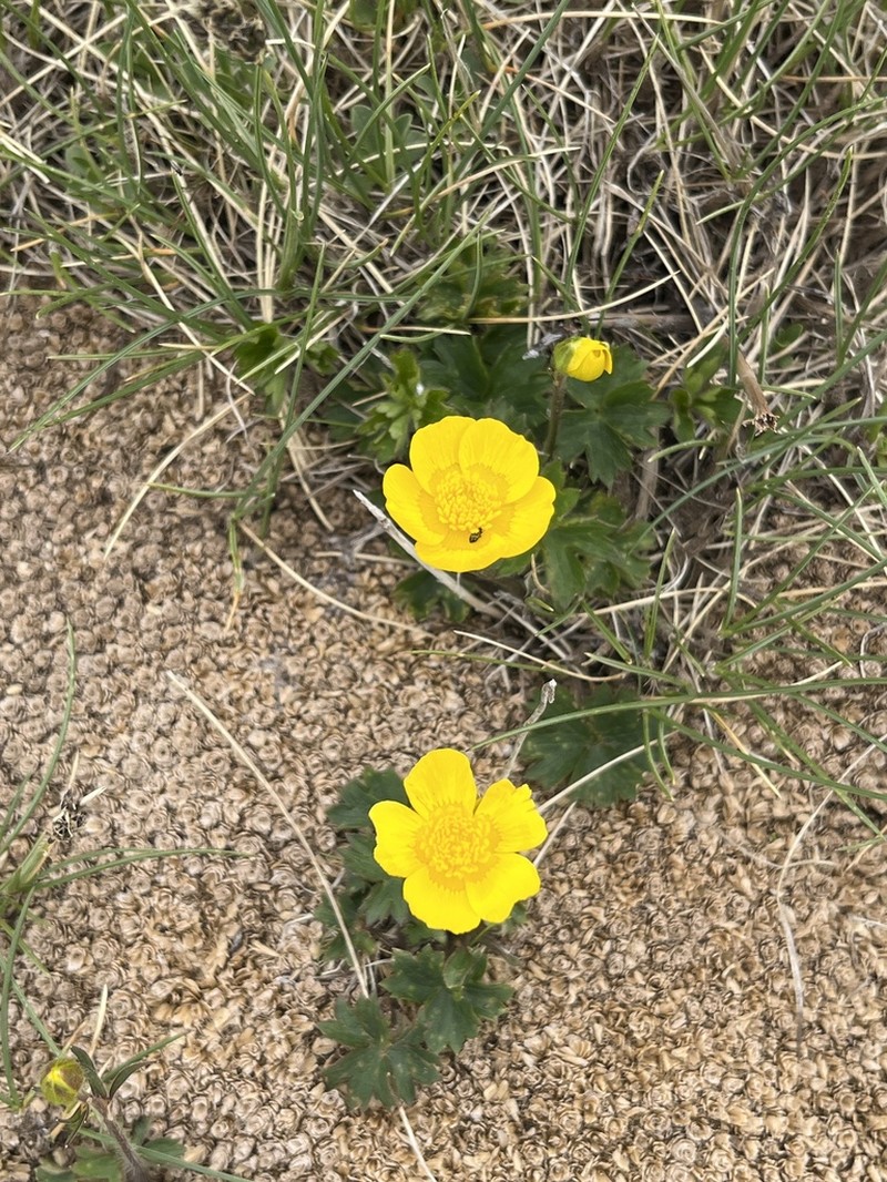 Ranunculus apenninus photo 6