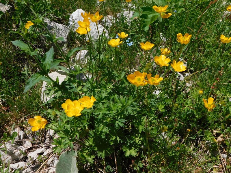 Ranunculus apenninus photo 7